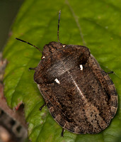 Tortoise bug - Eurygaster testudinaria