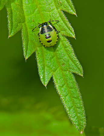 Green shield-bug immature - Palomena prasina
