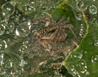 Labyrinth spider - Agelena labyrinthica after the rain