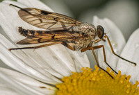 Snipe-fly - Rhagio scolopacea