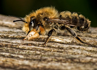 Tawny mining bee - Andrena fulva