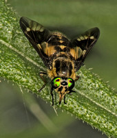 Horse fly - Chrysops relictus