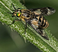Horse fly - Chrysops relictus