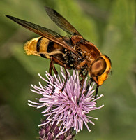 Hornet hoverfly - Volucella zonaria
