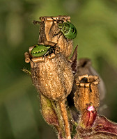 Common Green Shieldbug - Palomena prasina (3rd instar)
