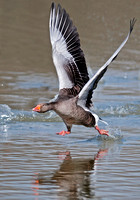Greylag goose -Anser anser