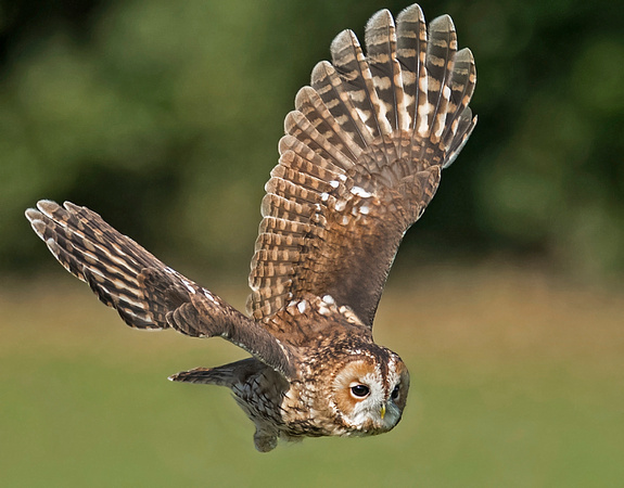 Tawny owl - Strix aluco