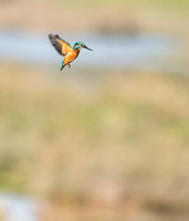 Kingfisher - Alcedo atthis hovering