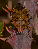 Bronze shieldbug - Troilus luridus