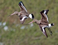 Black-tailed godwit - Limosa limosa