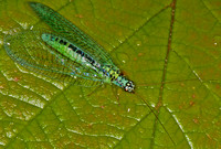 Lacewing - Chrysopa perla