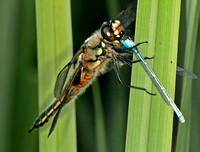 Four-spotted chaser - Libellula quadrimaculata