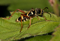 Wasp beetle - Clytra arietis