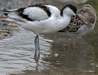 Avocet - Recurvirostra avosetta
