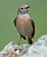 Redstart - Phoenicurus phoenicurus (female)