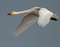 Bewick's swan - Cygnus bewicki
