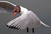 Black-headed gull - Larus ridibundus