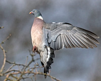 Wood-pigeon - Columba palumbus