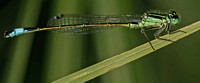 Blue-tailed damselfly - Ischnura elegans