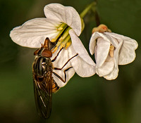 Hover fly - Rhingia campestris