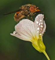 Hover fly - Rhingia campestris