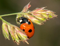 7-spot ladybird - Coccinella 7-punctata