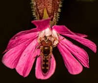 Hover fly - Platycheirus scutatus