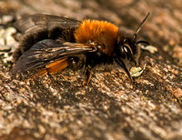 Mining bee - Andrena clarkella