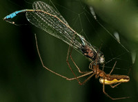 Long-jawed orb web spider - Tetragnatha extensa