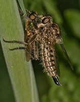 Assassin or Robber fly - Asilidae species