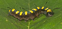 Caterpiller of the Alder moth - Acronicta alni