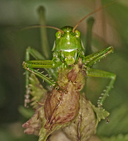 Great green bush-cricket - Tettigonia viridissima (male)