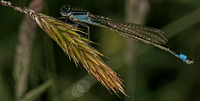 Blue-tailed damselfly - Ischnura elegans