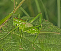 Great green bush-cricket - Tettigonia viridissima (female)