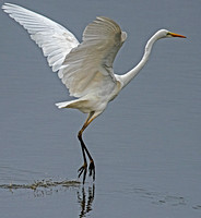 Great white egret - Egretta alba