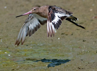 Black-tailed godwit - Limosa limosa.