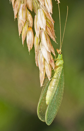 Green lacewing - Chrysoperla carnea