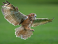 Great horned eagle owl - Bubo virginianus