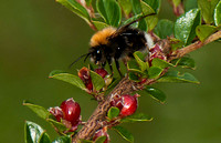Tree bumblebee - Bombus hypnorum