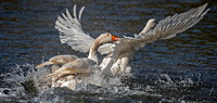 Fighting geese