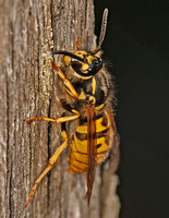 Common Wasp - Vespula vulgaris Chewing wood for nesting material
