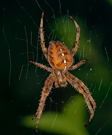 Garden cross spider - Araneus diadematus