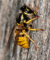 Common Wasp - Vespula vulgaris Chewing wood for nesting material