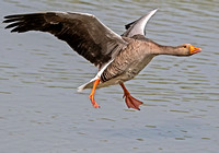Greylag goose - Anser anser
