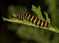Caterpillar of the Cinnabar moth - Tyria jacobaeae