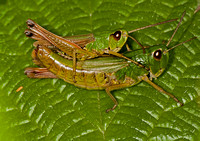 Common green grasshopper - Omocestus viridulus