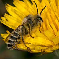 Mining bee - Colletes sp.