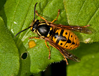 German wasp - Vespula germanica