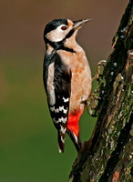 Great spotted woodpecker - dendrocopos major