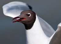 Black-headed Gull - Larus ridibundus